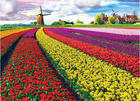 Tulip Fields :: Eurographics