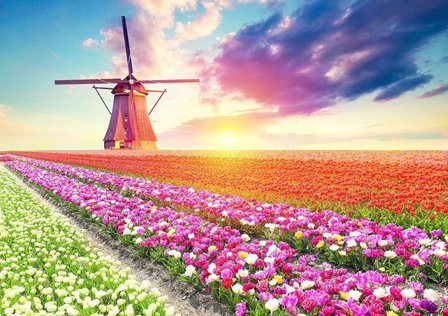 Tulips Landscape :: Educa