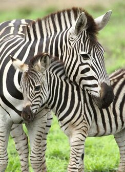 Zebra Liefde :: Ravensburger