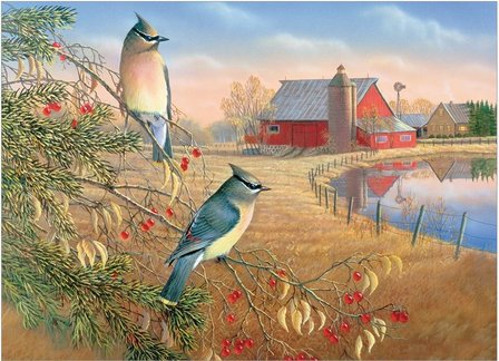 Cedar Waxwings :: Cobble Hill