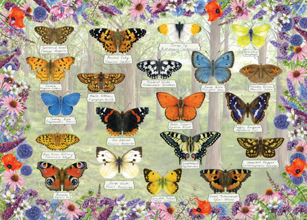 Beautiful Butterflies :: Gibsons