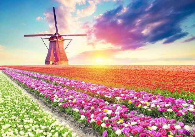 Tulips Landscape :: Educa