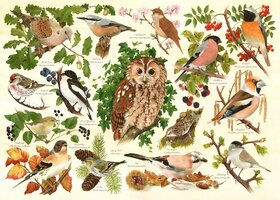 House of Puzzles 500 (XL) - Woodland Birds