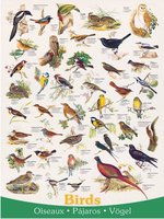 Eurographics 1000 - Birds