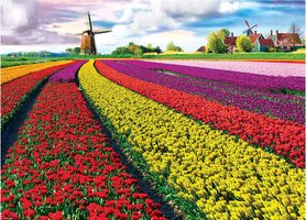 Eurographics 1000 - Tulip Fields