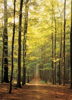 Eurographics 1000 - Forest Path