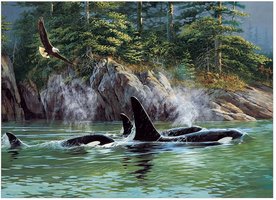 Cobble Hill 1000 - Orcas