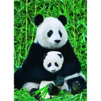 Eurographics 1000 - Panda and Baby