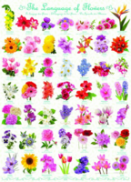 Eurographics 1000 - The Language of Flowers