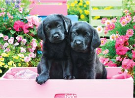 Eurographics 500 (XL) - Black Labs in Pink Box