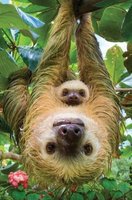 Eurographics 250 (XL) - Sloths