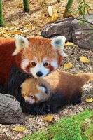Eurographics 250 (XL) - Red Pandas