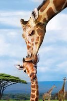 Eurographics 250 (XL) - Giraffes