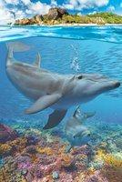Eurographics 250 (XL) - Dolphins