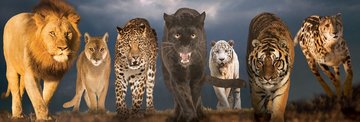 Eurographics 1000 Panorama - Big-Cats