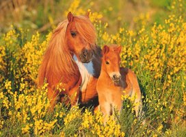 Ravensburger 100 (XXL) - Shetlandpony's