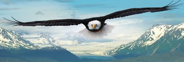 Eurographics 1000 Panorama - Eagle