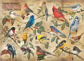 Cobble Hill 1000 - Popular Backyard Wild Birds