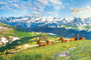 Eurographics 1000 - Mountain Elks